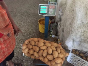 金鼎商贸城食用农产品快检结果公示