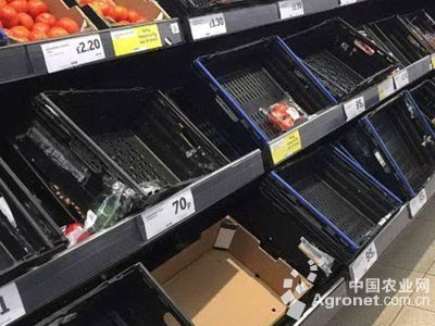 藜蒿与茼蒿的区别 食用农产品视角